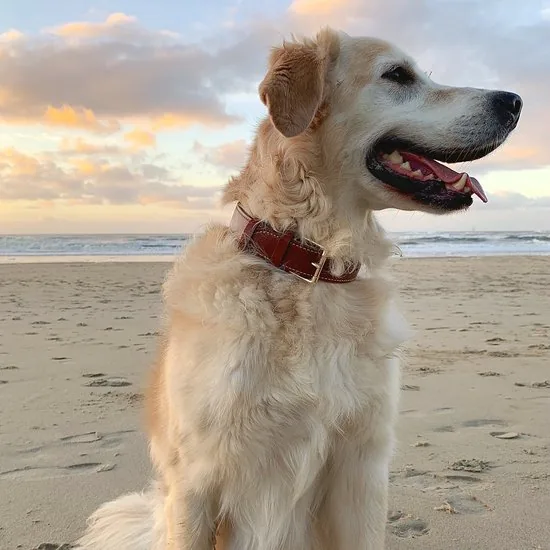 Brute Strength - Luxe leren halsband hond - Bruin - XL - (56 - 63) x 3,5 cm thumbnail 2