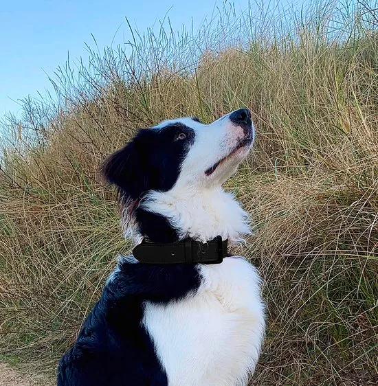 Brute Strength - Luxe leren halsband hond - Zwart met zwarte stiksels - L - (46 - 53 cm) x 3,5cm thumbnail 8