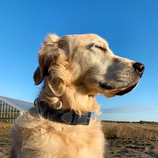 Brute Strength - Luxe leren halsband hond - Zwart met zwarte stiksels - L - (46 - 53 cm) x 3,5cm thumbnail 9