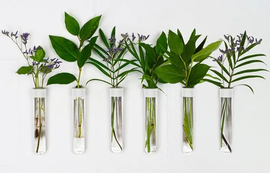 TWILG - Magnetische Muurvaasjes - 6 Stuks - Stek vaasjes - Glas - Wit leer - Stekjes - Afbeelding 1