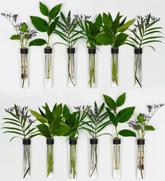 TWILG - Magnetische Muurvaasjes - 12 Stuks - Stek vaasjes - Glas - Zwart leer - Stekjes - Afbeelding 1