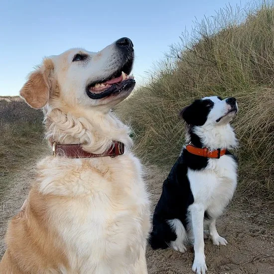 Brute Strength - Luxe leren halsband hond - Licht grijs - L - (46 - 53 cm) x 3,5cm thumbnail 2