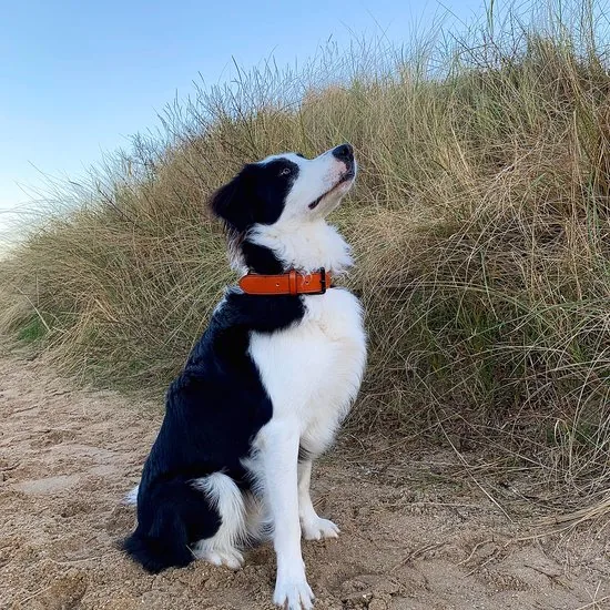 Brute Strength - Luxe leren halsband hond - Oranje - XXL - (66 - 73) x 3,5 cm thumbnail 2